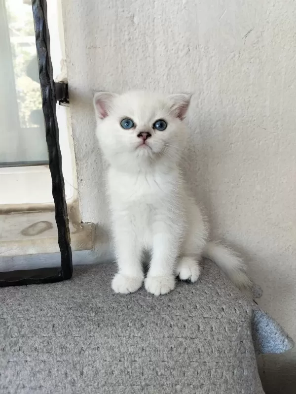 Temas Bağımlısı Maviş Kız Kedimiz