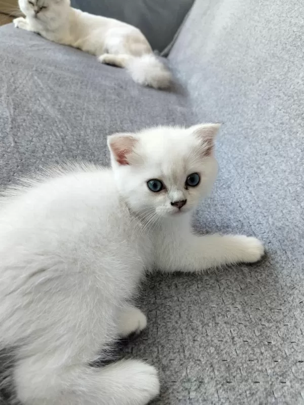 Temas Bağımlısı Maviş Kız Kedimiz