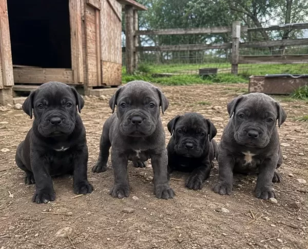 Üretim Çiftliğinden A Kalite Cane Corso Yavrular