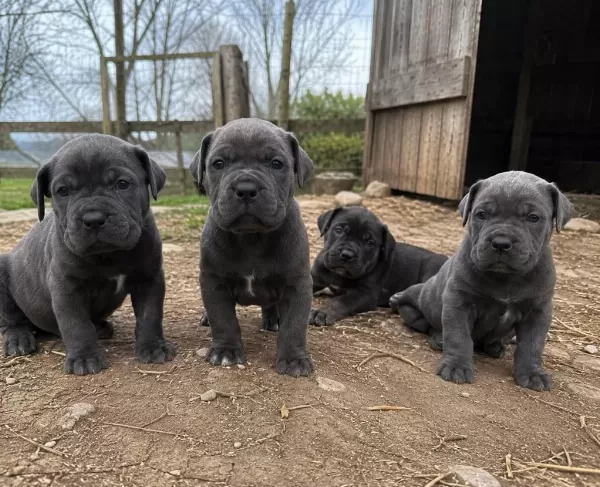 Üretim Çiftliğinden A Kalite Cane Corso Yavrular