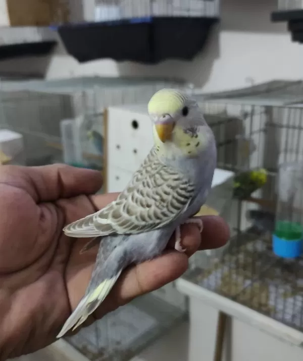 Ele Alıştırmalık Konuşturmalık Renk Güzelleri Kuşlar