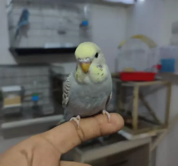 Ele Alıştırmalık Konuşturmalık Renk Güzelleri Kuşlar