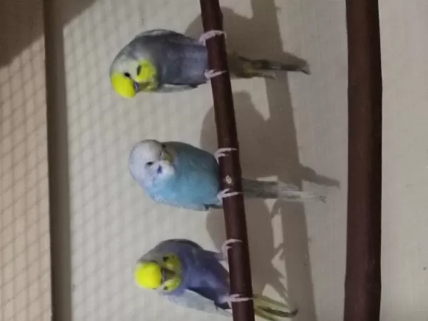 Ele Alıştırmalık Konuşturmalık Renk Güzelleri Kuşlar
