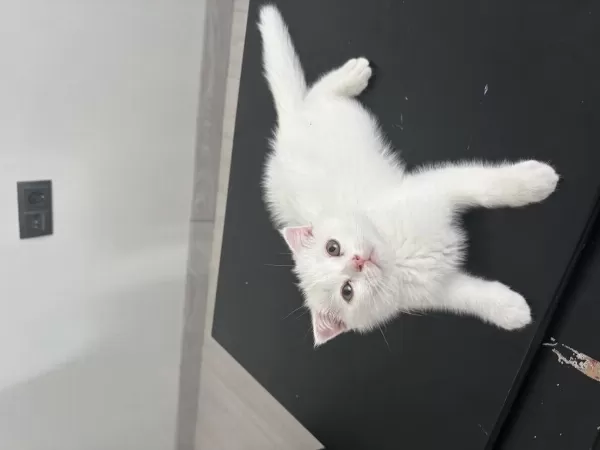 2 Aylık Yavru Kedimiz
