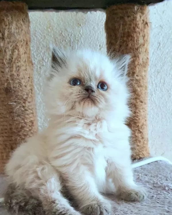 Çok Çirkin British Longhair Yavru