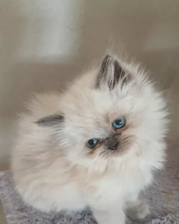 Çok Çirkin British Longhair Yavru