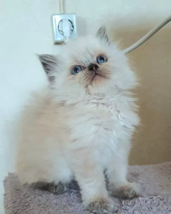 Çok Çirkin British Longhair Yavru