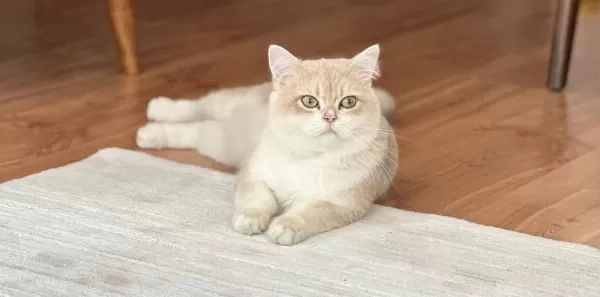Ay12 Golden Blue British Shorthair