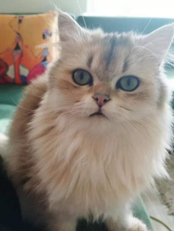 Ay12 Golden Blue British Shorthair