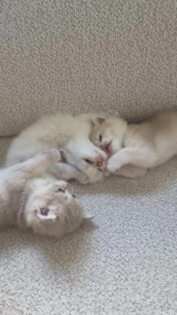 Ay12 Golden Blue British Shorthair