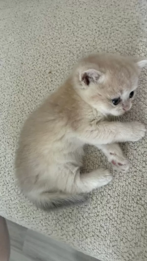 Ay12 Golden Blue British Shorthair