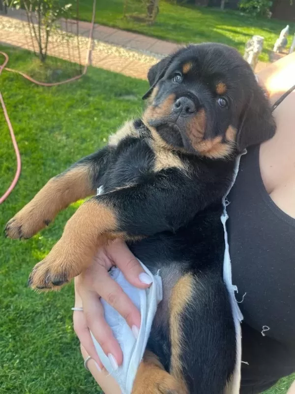 Harika Rottweiler Bebek Köpekler