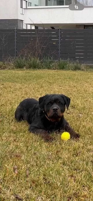 Harika Rottweiler Bebek Köpekler