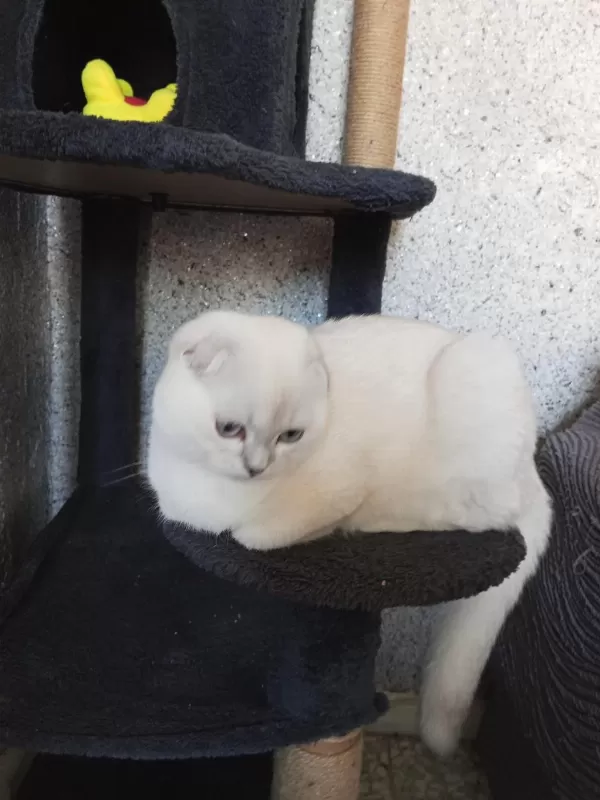 Mavi Gözlü Scottish Fold Prenses