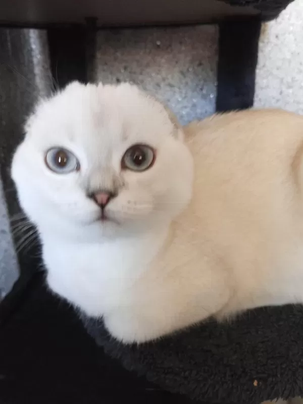 Mavi Gözlü Scottish Fold Prenses