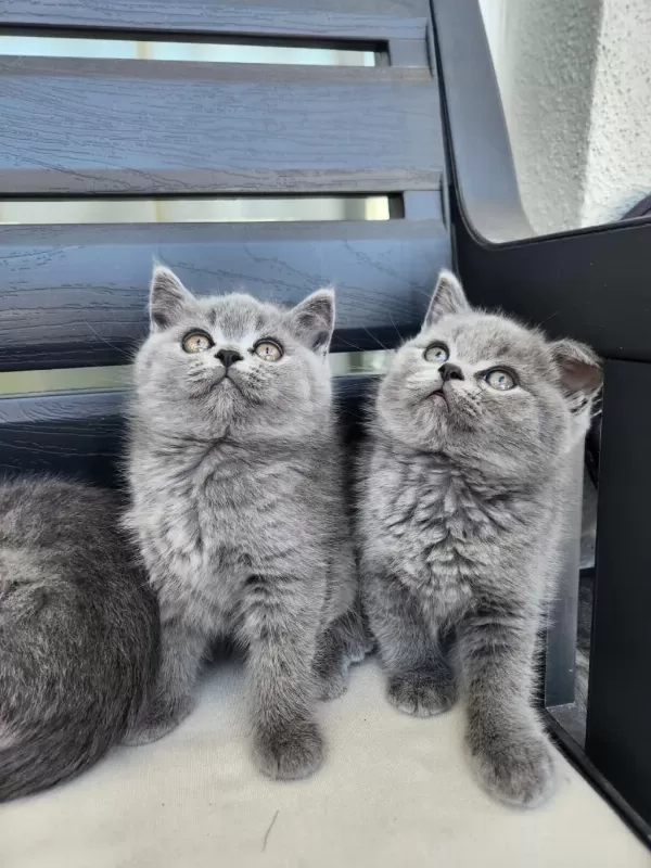 Kocaeli Darica Minik Pati Kediler
