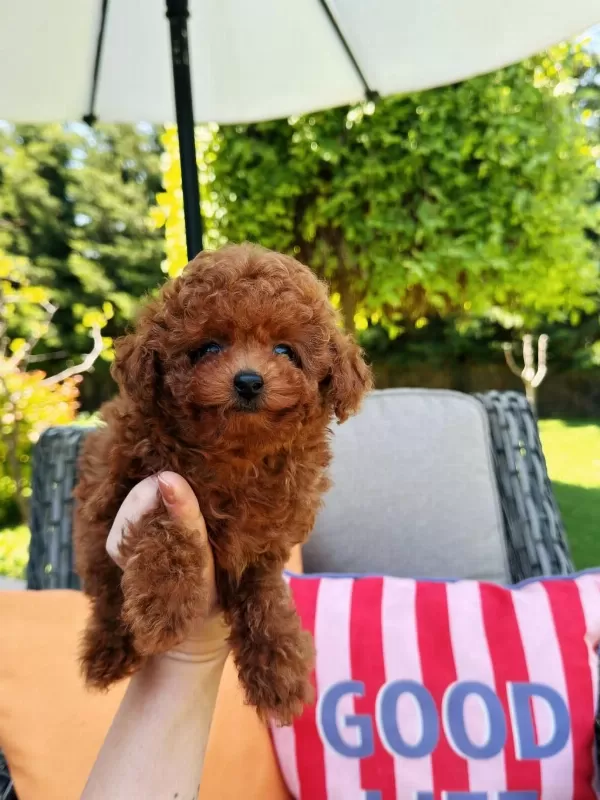 Wc Eğitimli Tea Cup Kore Poodle Yavrumuz