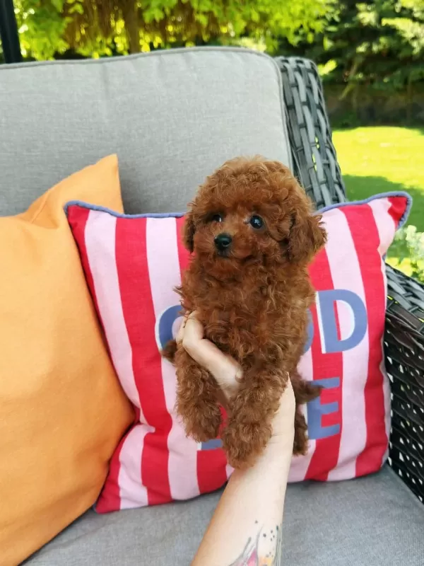 Wc Eğitimli Tea Cup Kore Poodle Yavrumuz