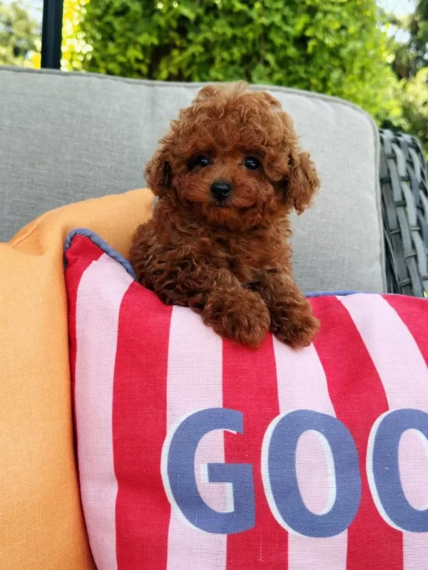 Wc Eğitimli Tea Cup Kore Poodle Yavrumuz