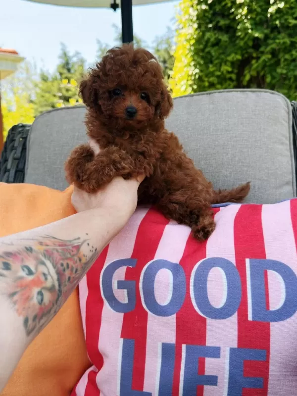 Wc Eğitimli Tea Cup Kore Poodle Yavrumuz