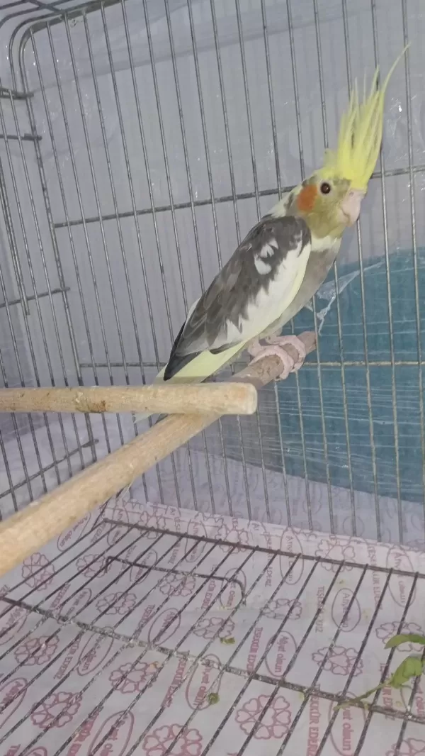 Pied Sultan Papağanı Dişidir