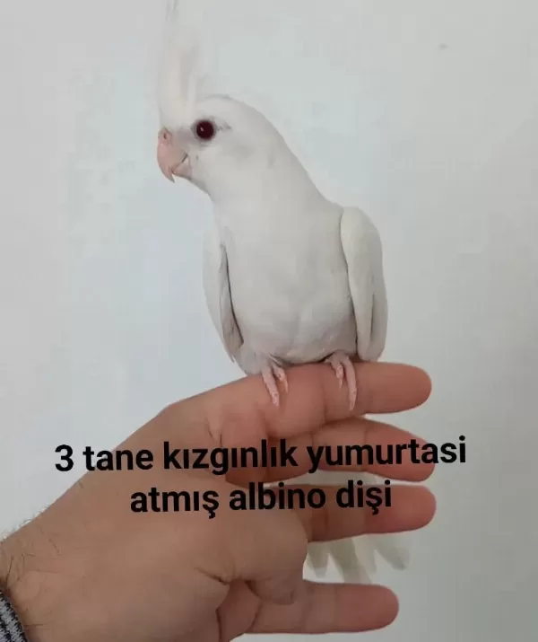 Albino Dişi Sultan Papağanı