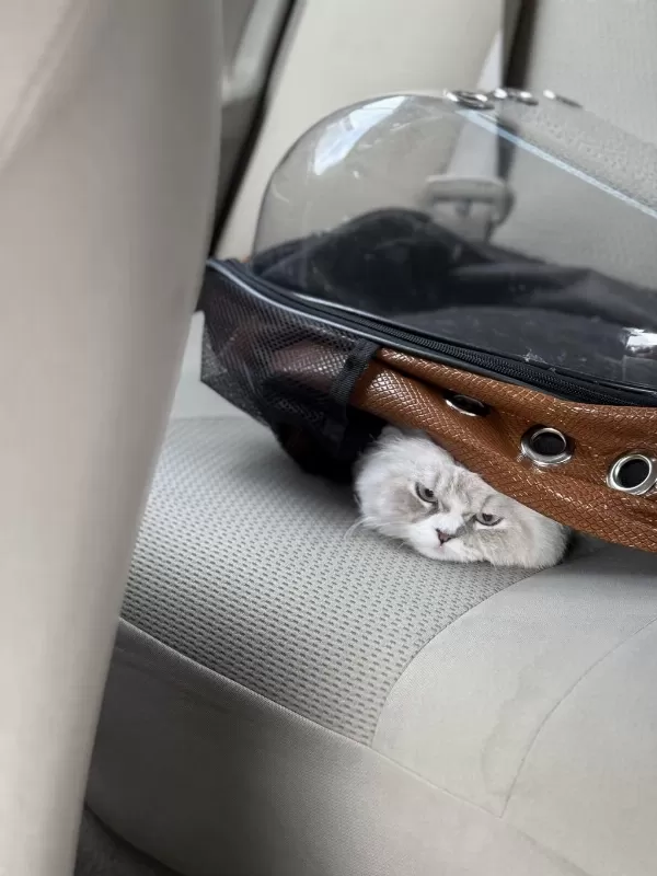 2 Yaşında Aşırı Uysal Ragdoll