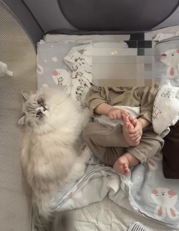 2 Yaşında Aşırı Uysal Ragdoll