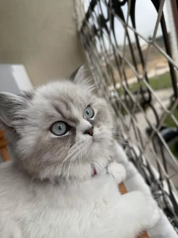 2 Yaşında Aşırı Uysal Ragdoll