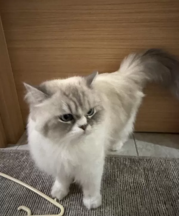 2 Yaşında Aşırı Uysal Ragdoll