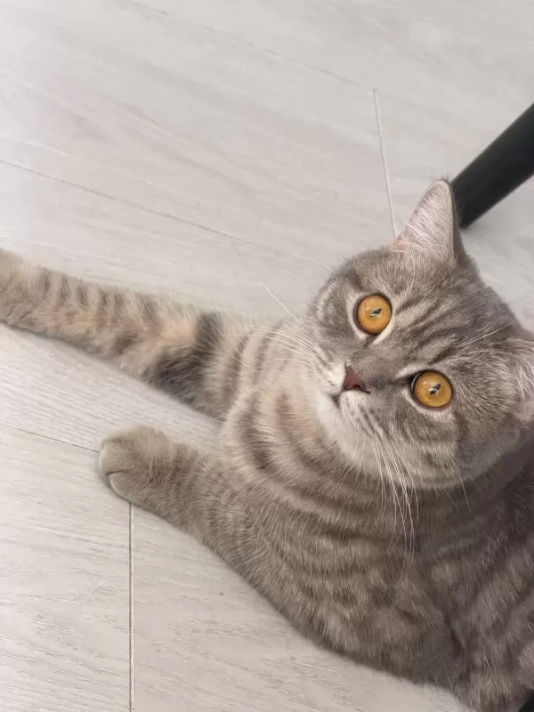 Oyuncu Kedimiz Yeni Yuvasini Ariyor