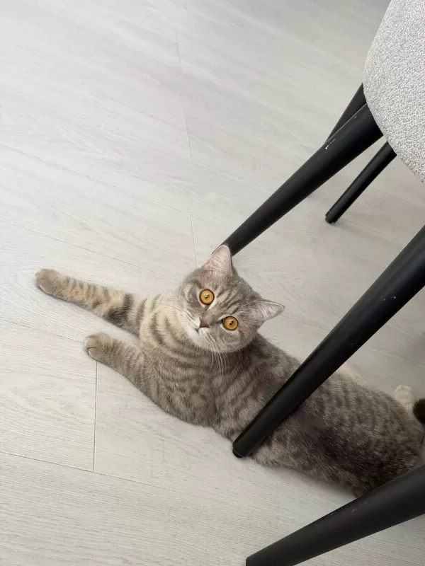 Oyuncu Kedimiz Yeni Yuvasini Ariyor