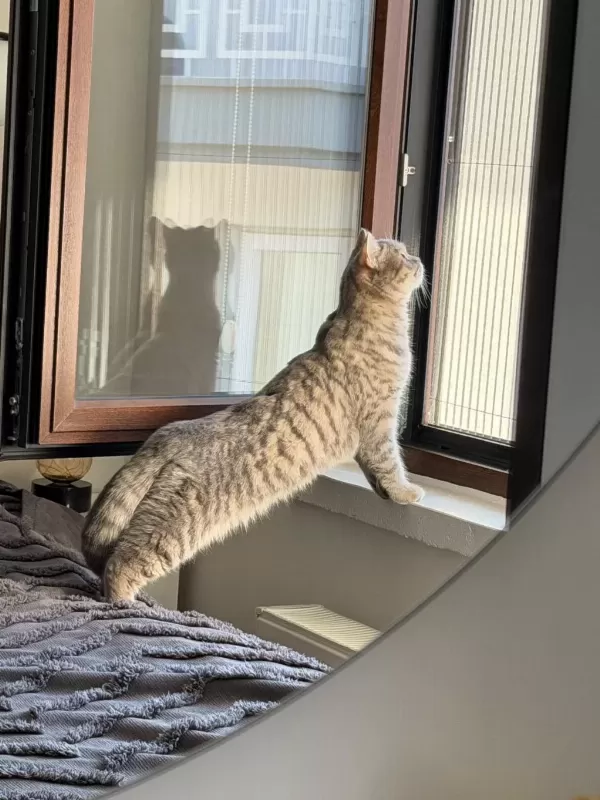 Oyuncu Kedimiz Yeni Yuvasini Ariyor