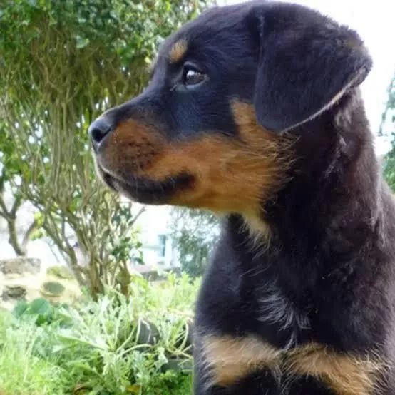 %100 Orjinal Rottweiler Yavrular Kapıda Ödeme Mevcut
