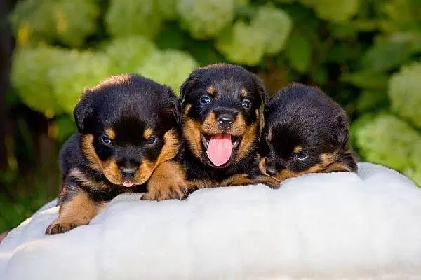 %100 Orjinal Rottweiler Yavrular Kapıda Ödeme Mevcut