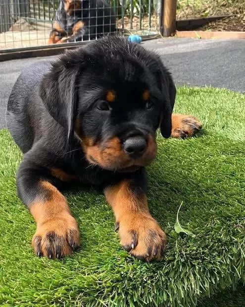 %100 Orjinal Rottweiler Yavrular Kapıda Ödeme Mevcut