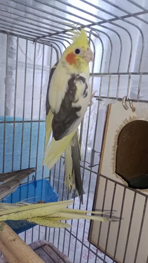 Sultan Papağanı Yavru Ve Damızlık Kuşlar