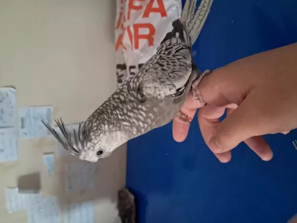 Full Evcil Sultan Papağanlar