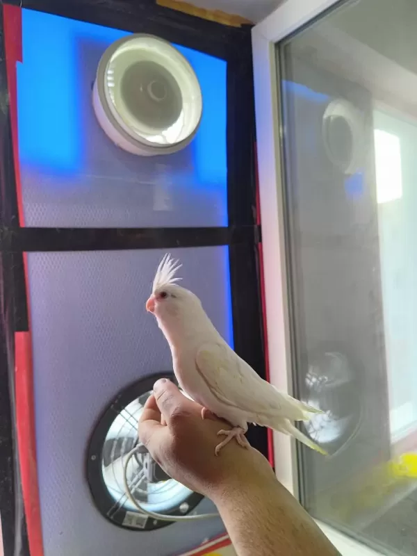 10 Numara Sultan Papağanı Bebekler
