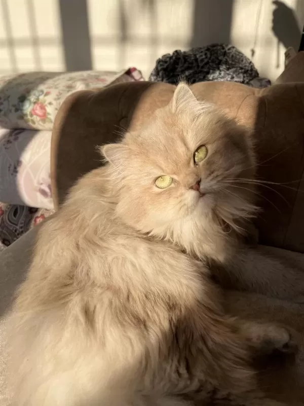 Yetişkin Dişi Cy11 British Longhair