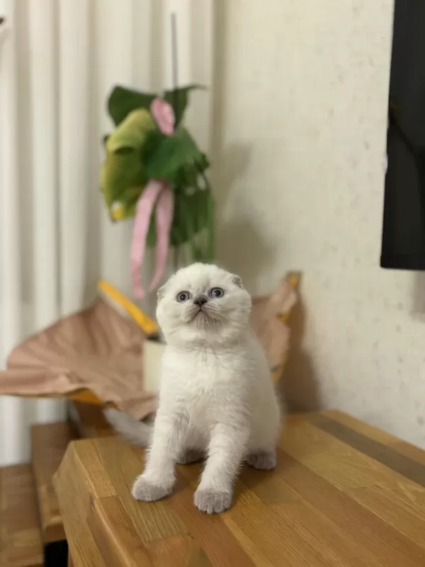 Scottish Fold Yavrularim