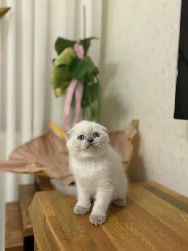 Scottish Fold Yavrularim