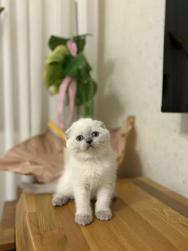 Scottish Fold Yavrularim
