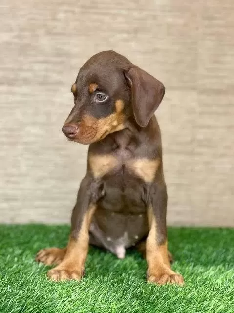 %100 Orjinal Doberman Yavrular Kapıda Ödeme Mevcut
