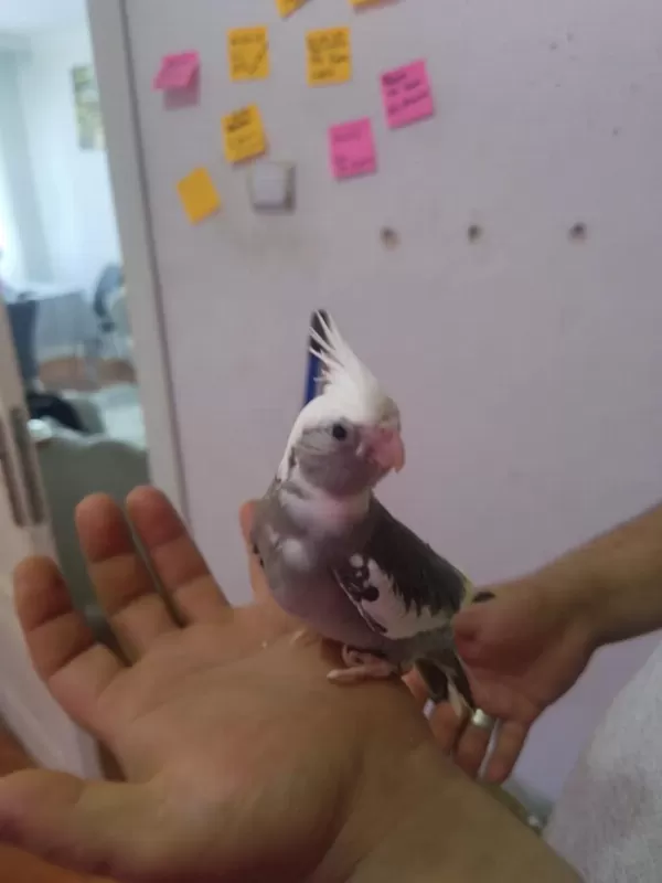 Pırlanta Bebek Sultan Papağanı