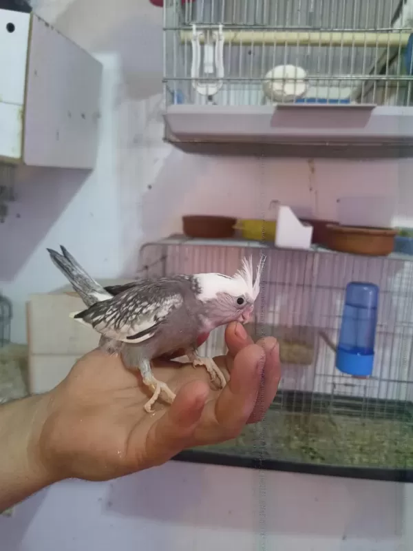 Pırlanta Bebek Sultan Papağanı