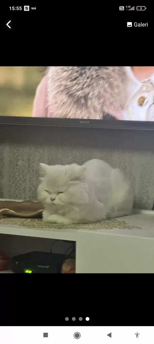 Ücretsiz Sahiplendirilecek British Longhair