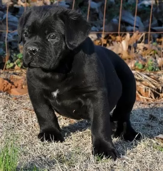 %100 Orjinal Cane Corso Yavrular Kapıda Ödeme Mevcut