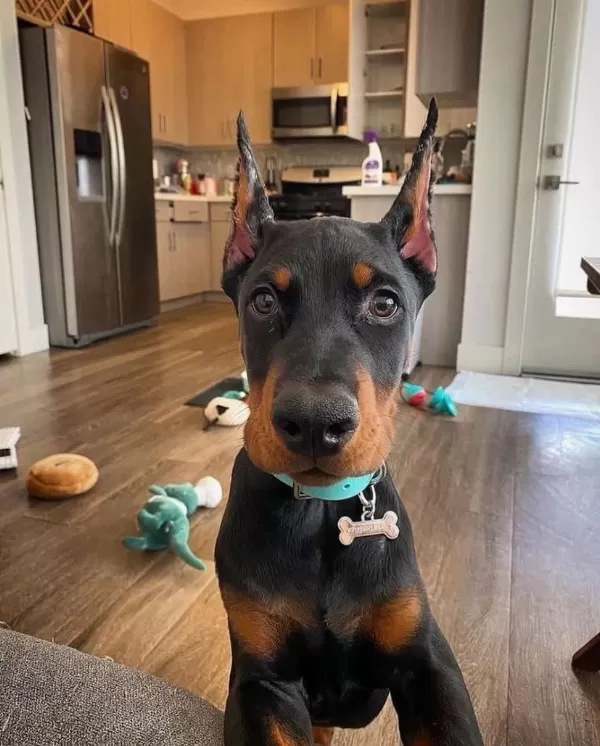 Çevik Doberman Bebekleri