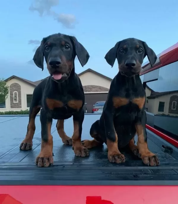 Çevik Doberman Bebekleri